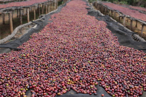 Jarabacoa Natural