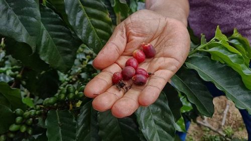 Jarabacoa Natural